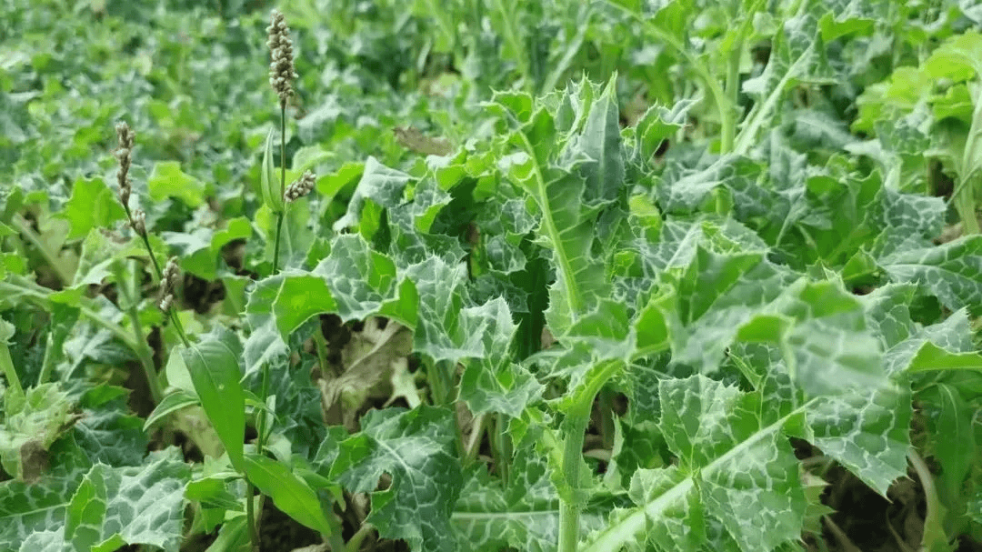 良江镇丰收在望水飞蓟种植为产业振兴添活力
