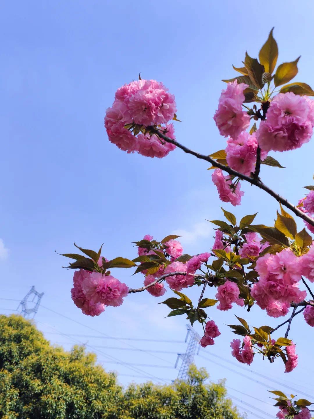 武大樱花谢了新洲这里的樱花开得正旺