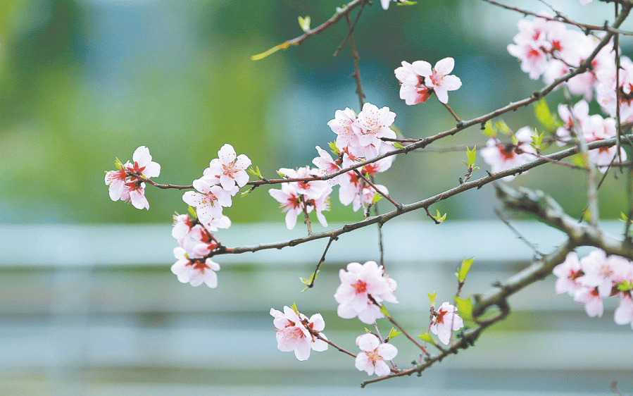 一树桃花一树诗