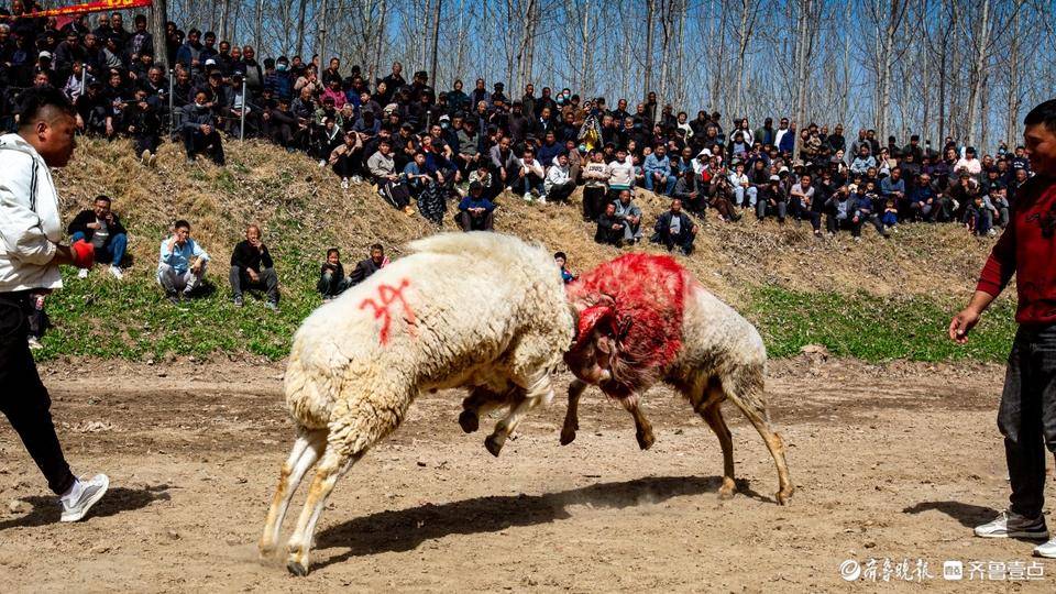 在郓城县双桥镇葛家庄大集,正在上演鲁西南传统民俗文化——斗羊