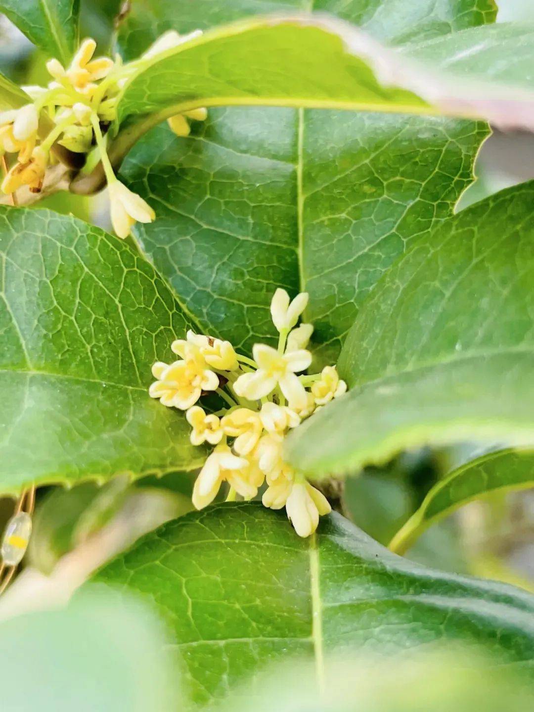 成都植物园新都桂湖公园百花潭公园人民公园白鹤滩国家湿地公园粉  黛