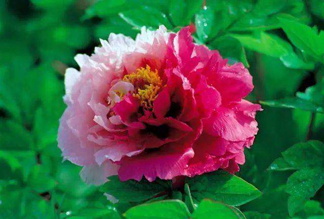 菏泽牡丹文化旅游节怎么玩最全攻略看这里