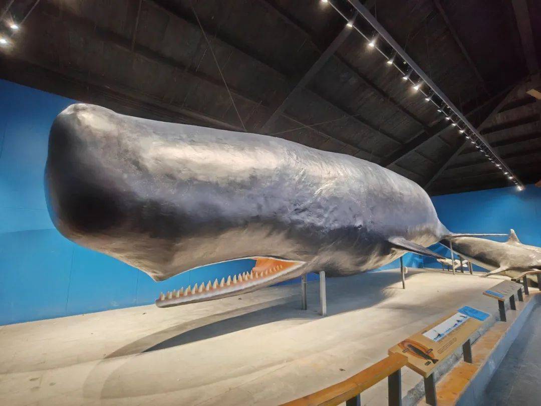 青岛水族馆圆满完成抹香鲸标本全面修复工作