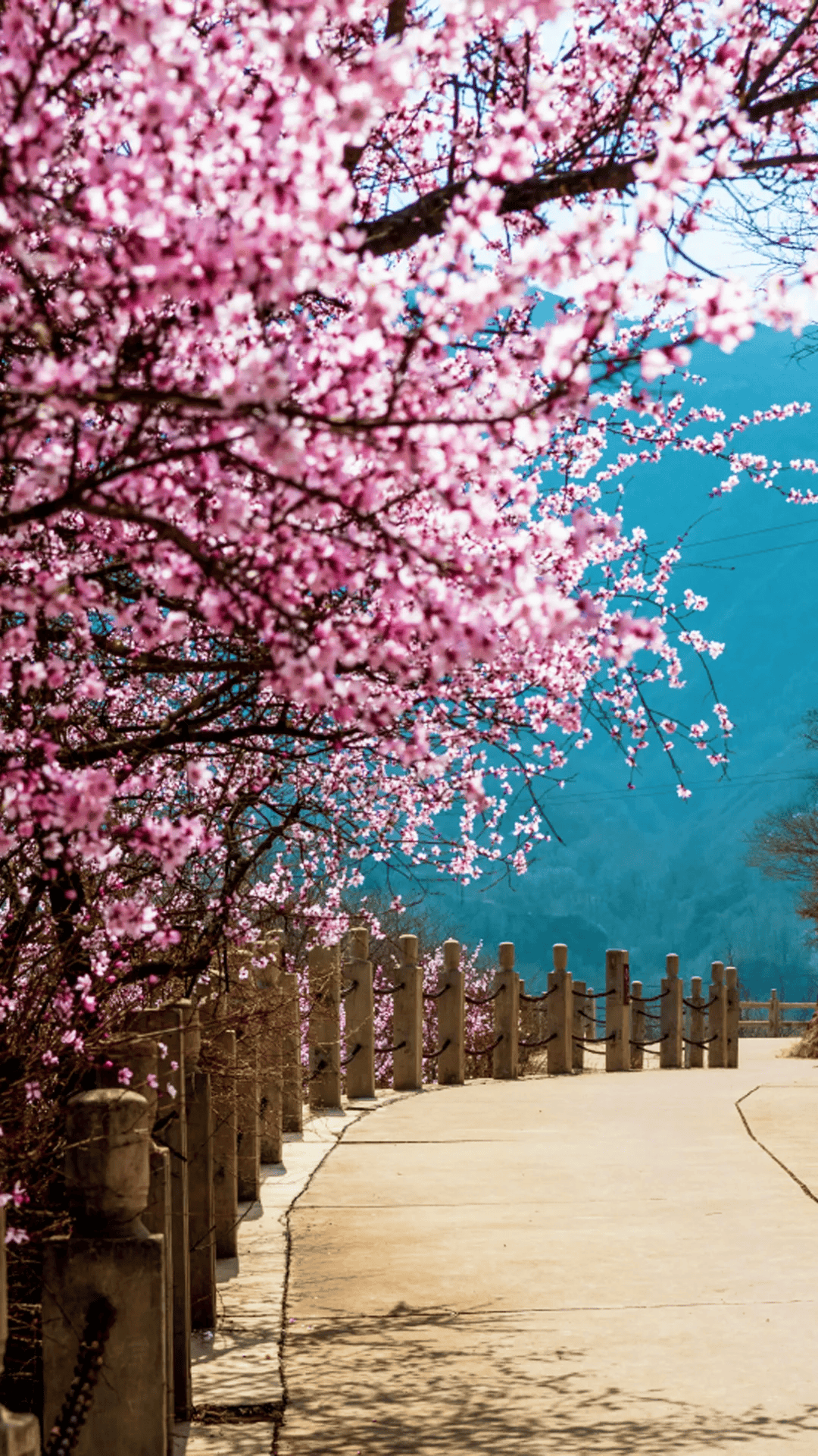 崆峒山桃花开了!_王学香_张保勤_花瓣