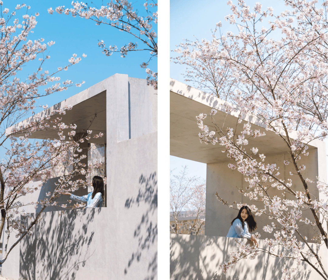 当花香氤氲小镇的每个角落,「第四届白鹭湾樱花节」如期而至.