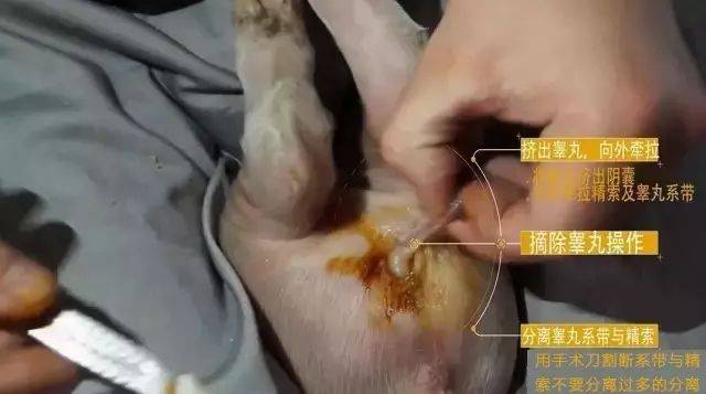 德国养猪人如何严谨去势仔猪