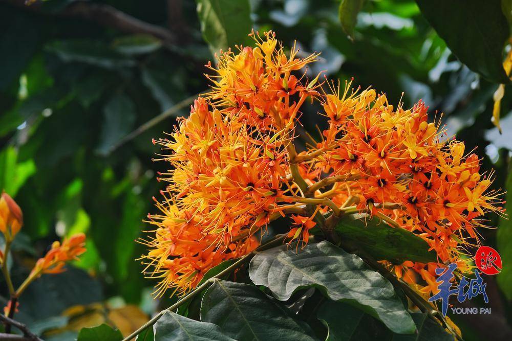 秋明拍花|送你一树无忧花