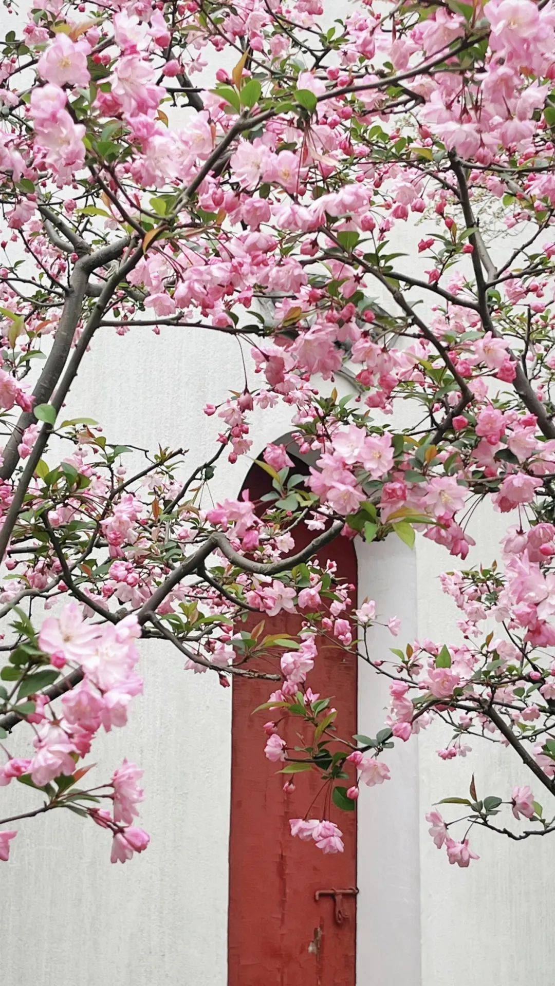 绝美古风海棠花开在上海这座免费的江南园林中