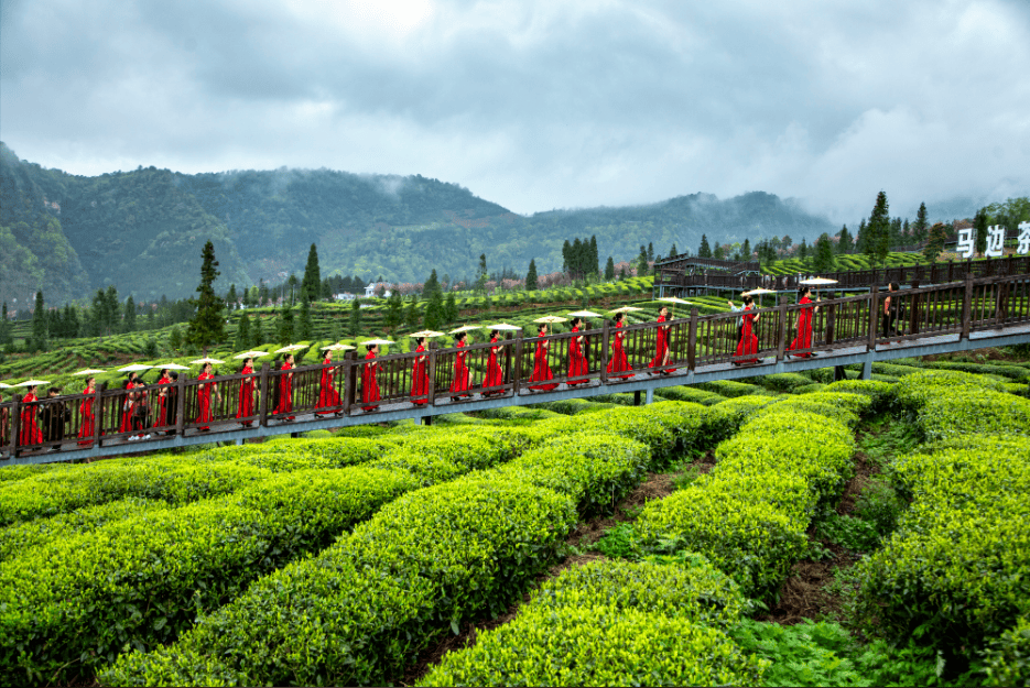 青梅竹马边城茶香2024马边绿茶采茶季活动隆重举办