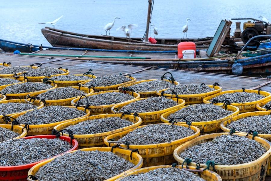 宁德蛏苗大丰收养殖户笑开颜