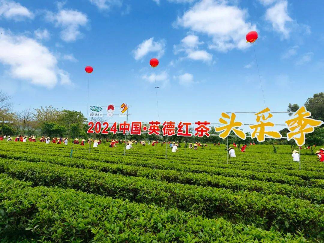 英德红茶京东官方旗舰店上线线上营销阵地再拓新版图