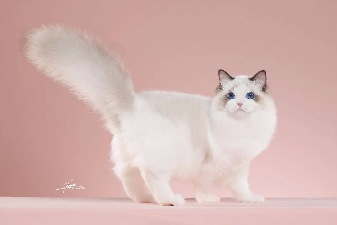 pupcake破壳宠物烘焙pupcake是您值得信赖的宠物营养搭配专家,也是一