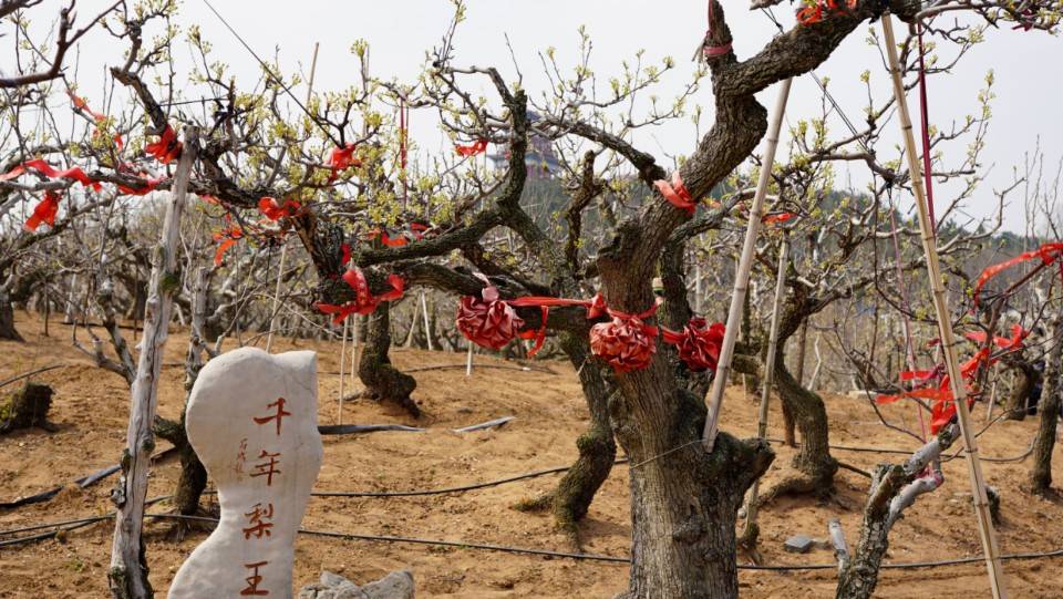 山阳梨花节图片