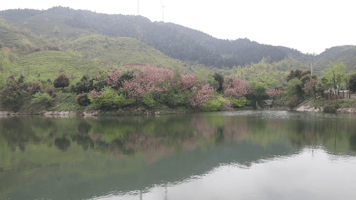 湖南蓝山芬芳四月晚樱开满树繁花入画来