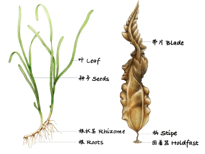把自然讲给你听海藻海草有何不同