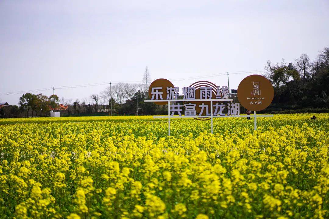 长胜村孟家花海