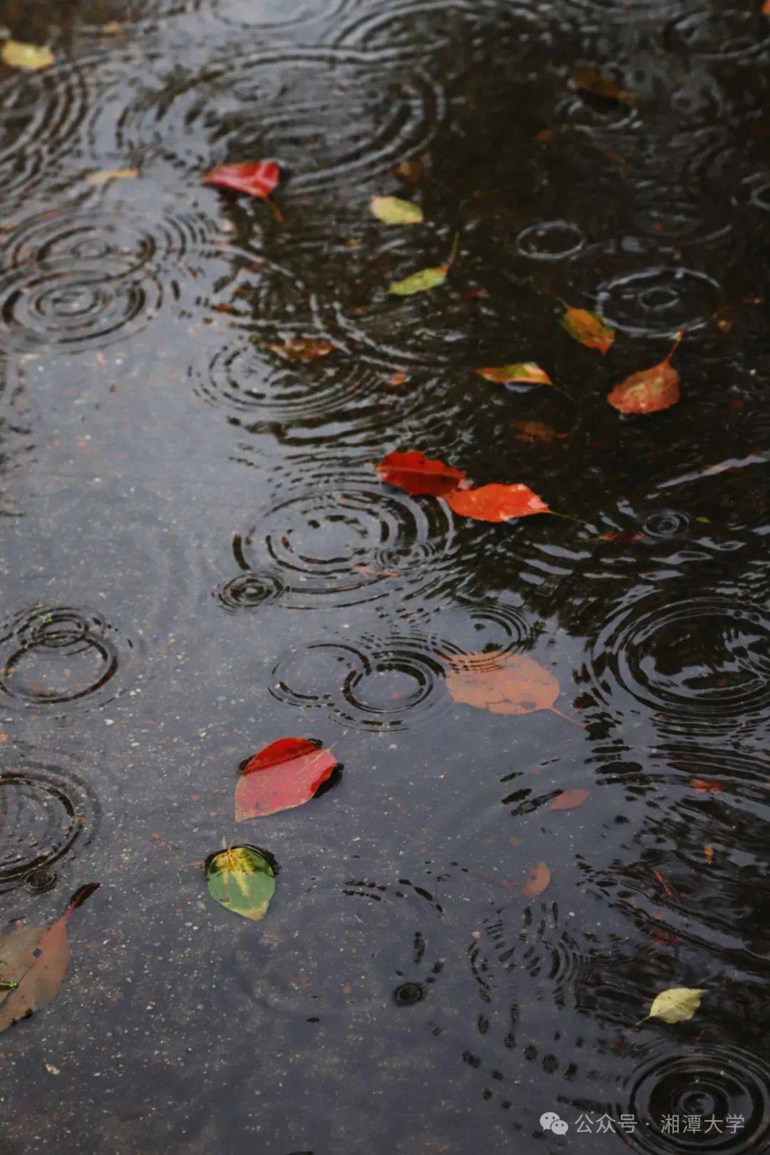 成水珠细雨落枝头雨中叶犹如水晶般晶莹剔透花瓣上的水珠美得极致雨