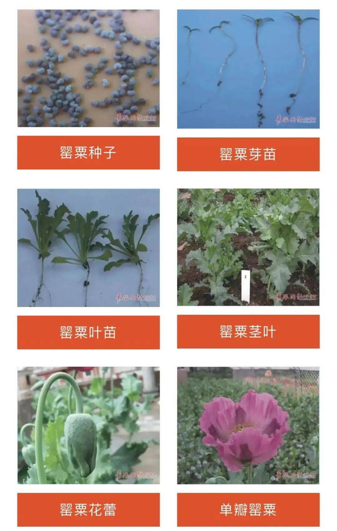 非法种植罂粟三千株以上或者其他毒品原植物数量大的,处五年以上有期