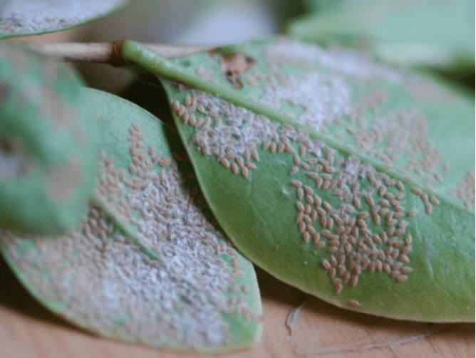 北京地区4月主要林木有害生物监测防治历
