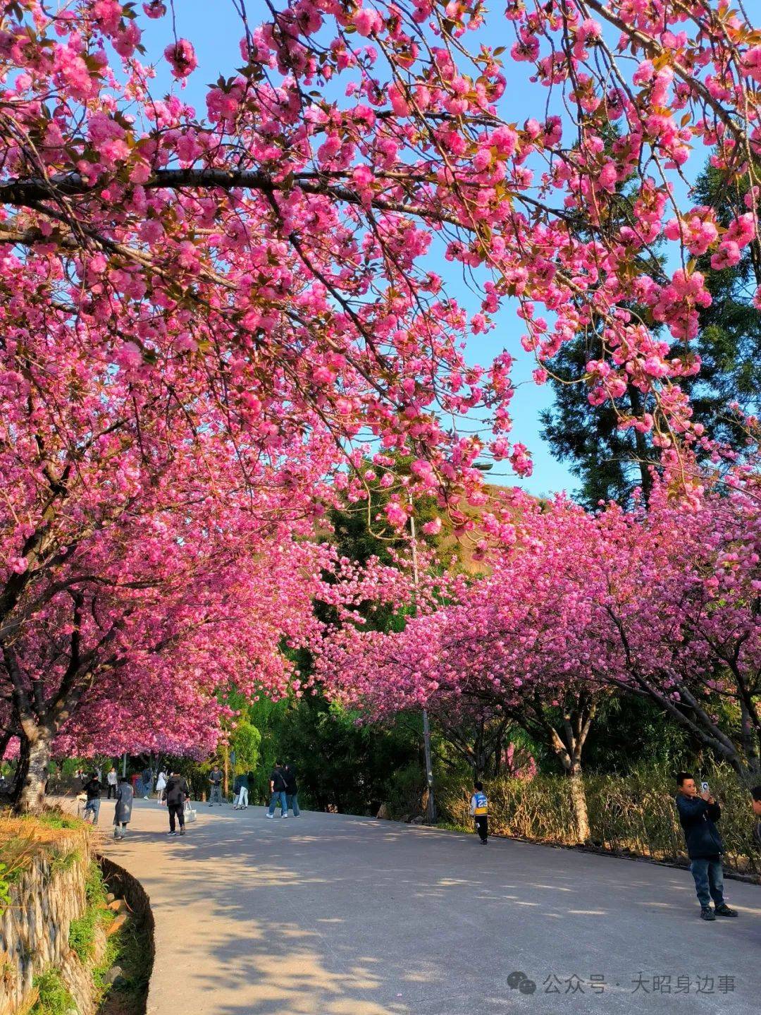 巴南区鱼洞樱花山公园图片