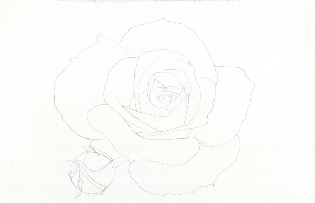 彩铅玫瑰简笔画图片