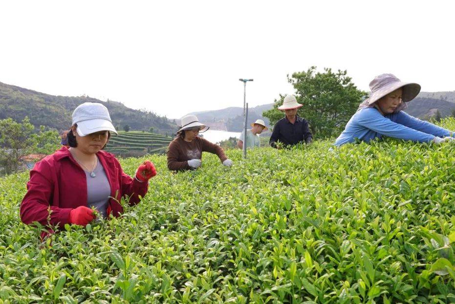 [揭西广电]清明至 采茶忙 谱写致富"茶"文章_茶叶_茶树_茶园
