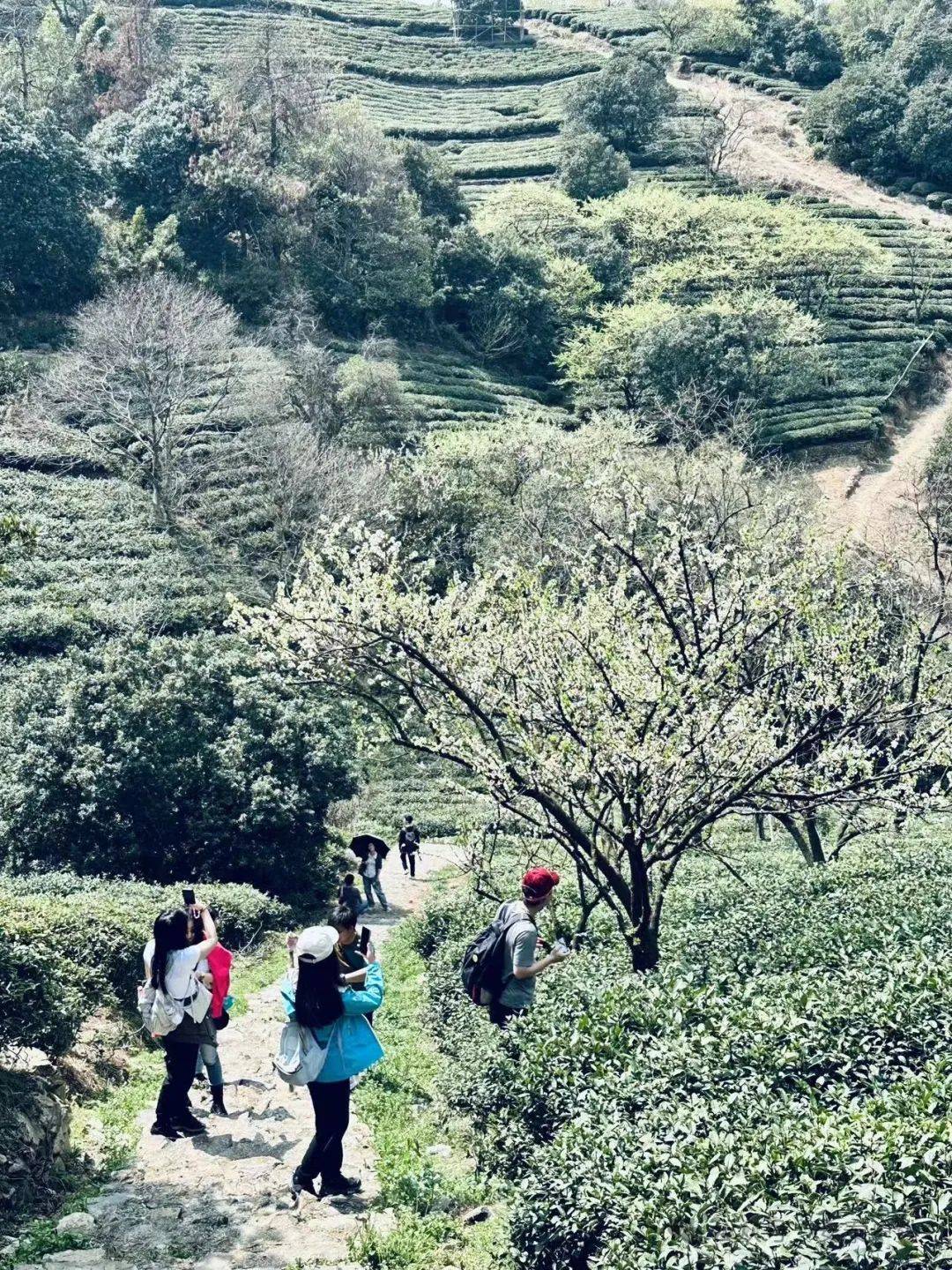 安泰万象翼风社户外活动回顾324李花茶田之约