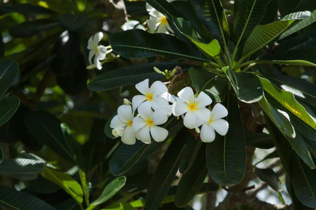 enjoy此刻广东人的花事藏在菜肴里