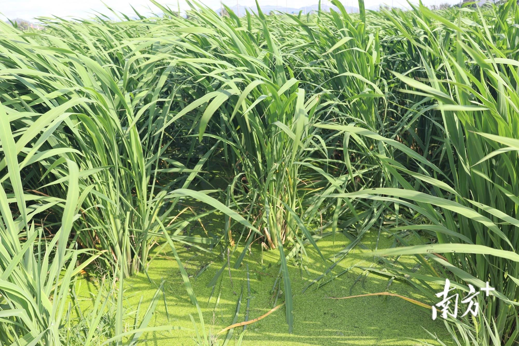 翠叶森森采茭忙!海丰圆山村一带兴起亿元大产业_茭白_种植_中农