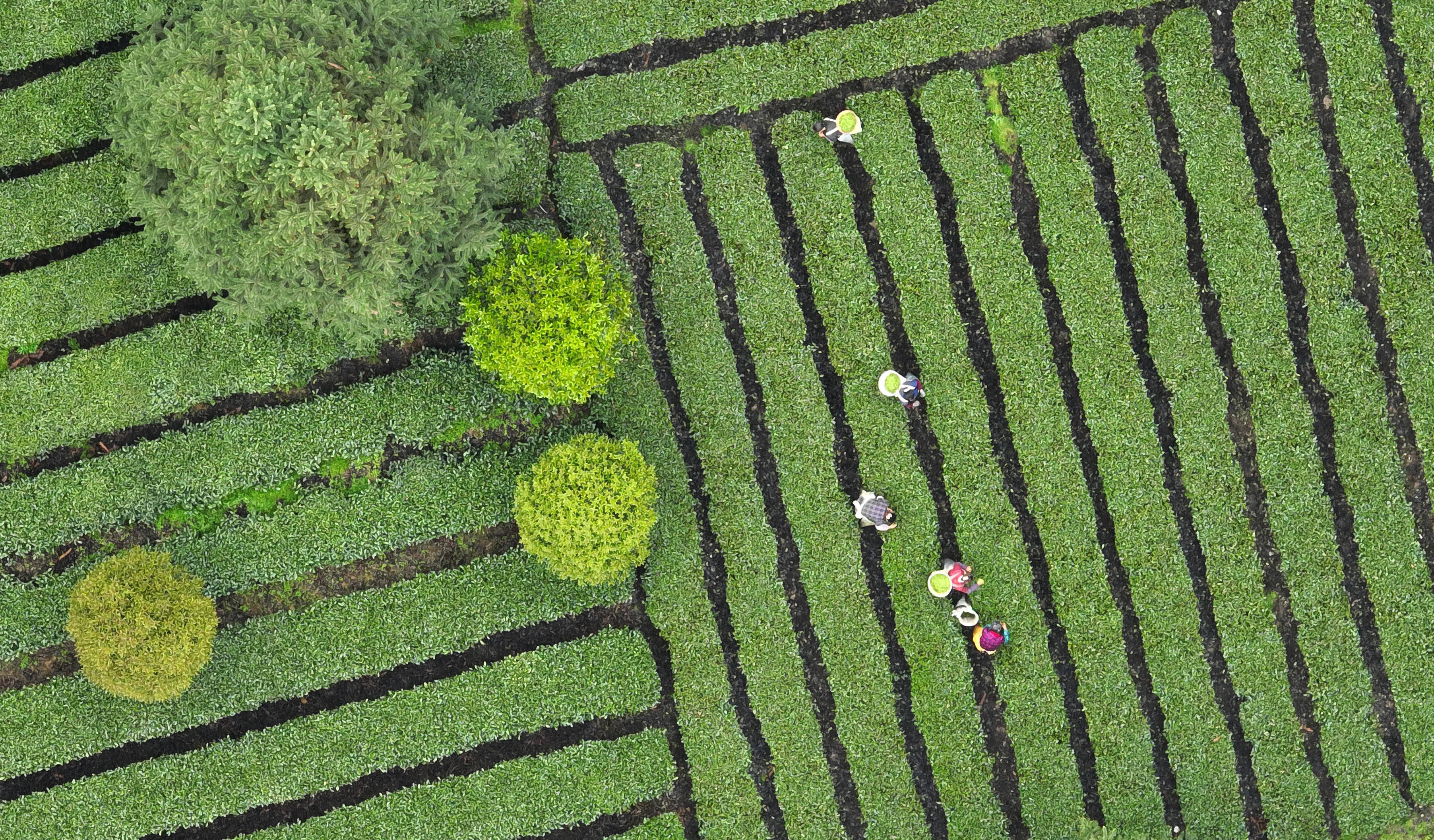 贵州凤冈生态茶产业成为村民增收的重要产业