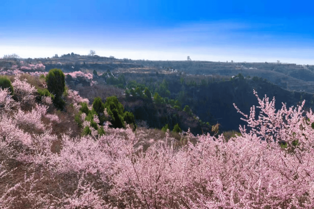 鄠邑春季赏花踏青游 上榜乡村旅游精品线路