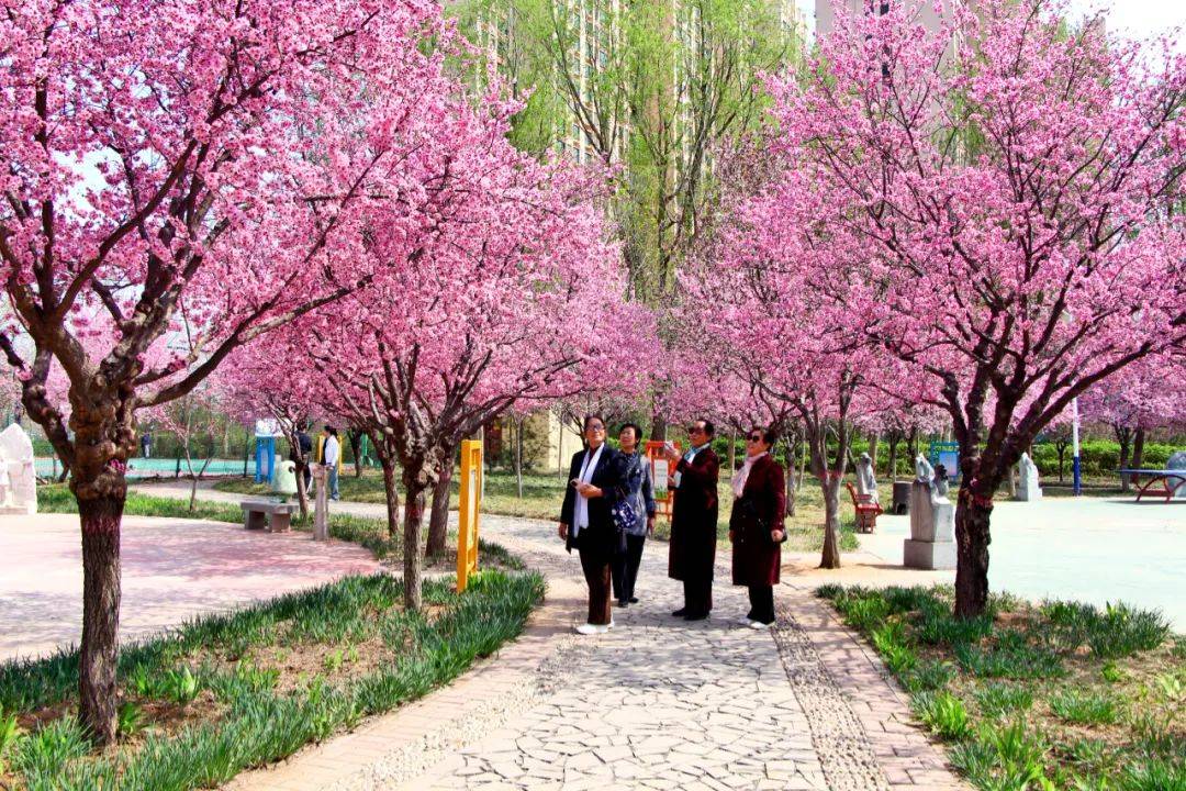 龙州公园樱花开吸引四方游客来