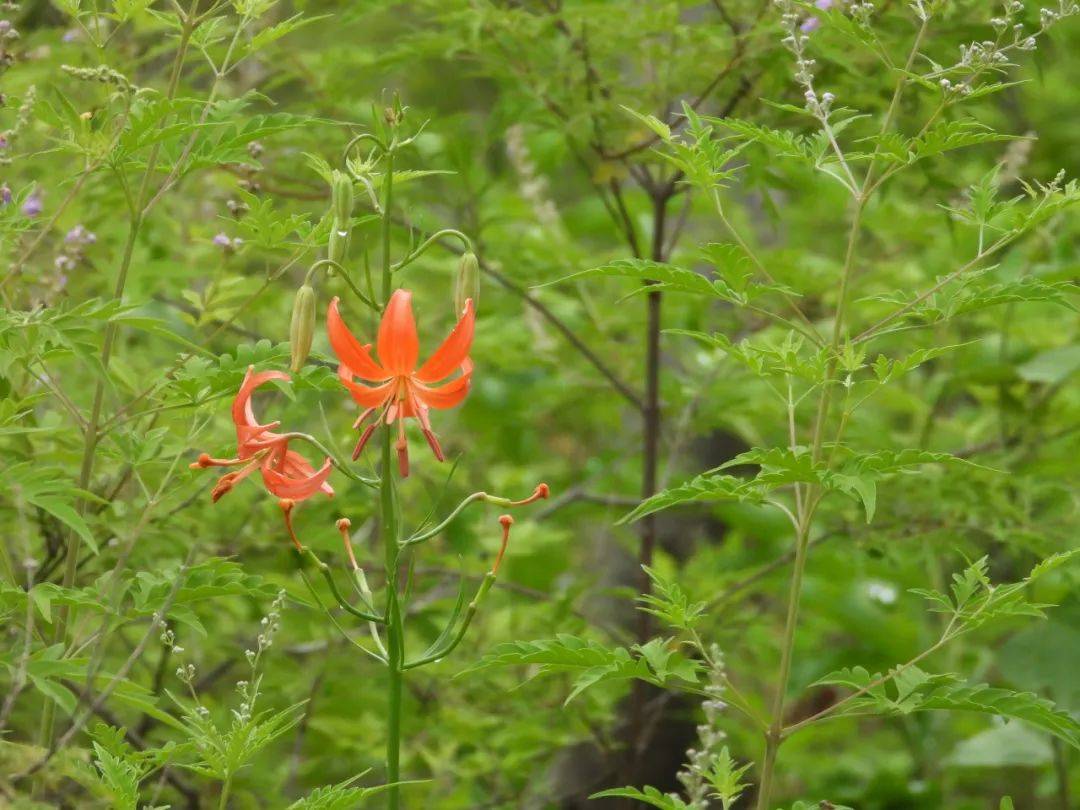 甘草;北京市重点保护野生植物4种:多叶舌唇兰,少花万寿竹,宝珠草