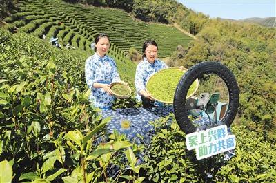 春茶正飘香_人民_茶叶_图片(图2)