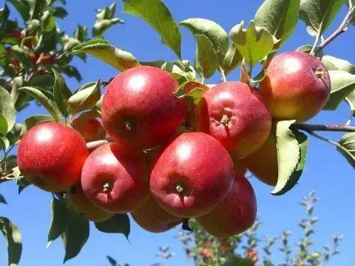 上海市果品行业协会向你介绍内蒙古水果