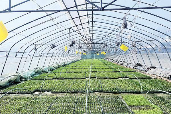 苗还未育出订单已到手平定县健隆种植专业合作社育苗基地