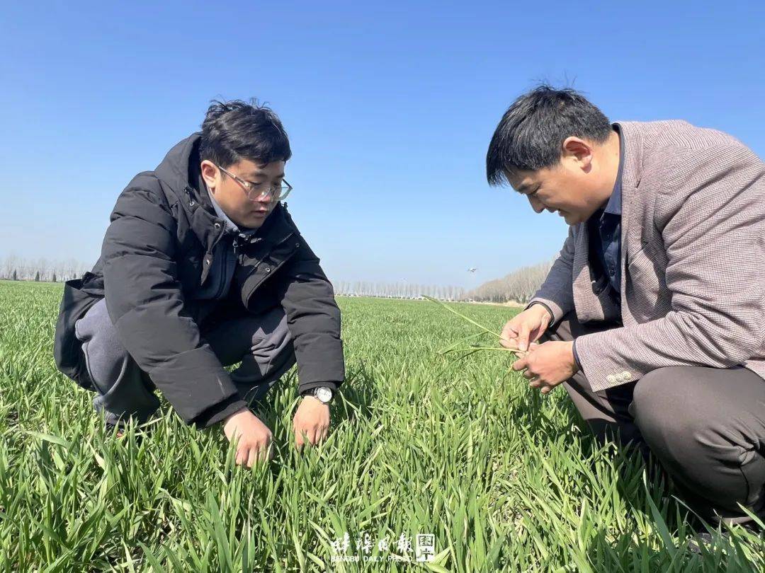 不负春!_无人机_农业_麦田