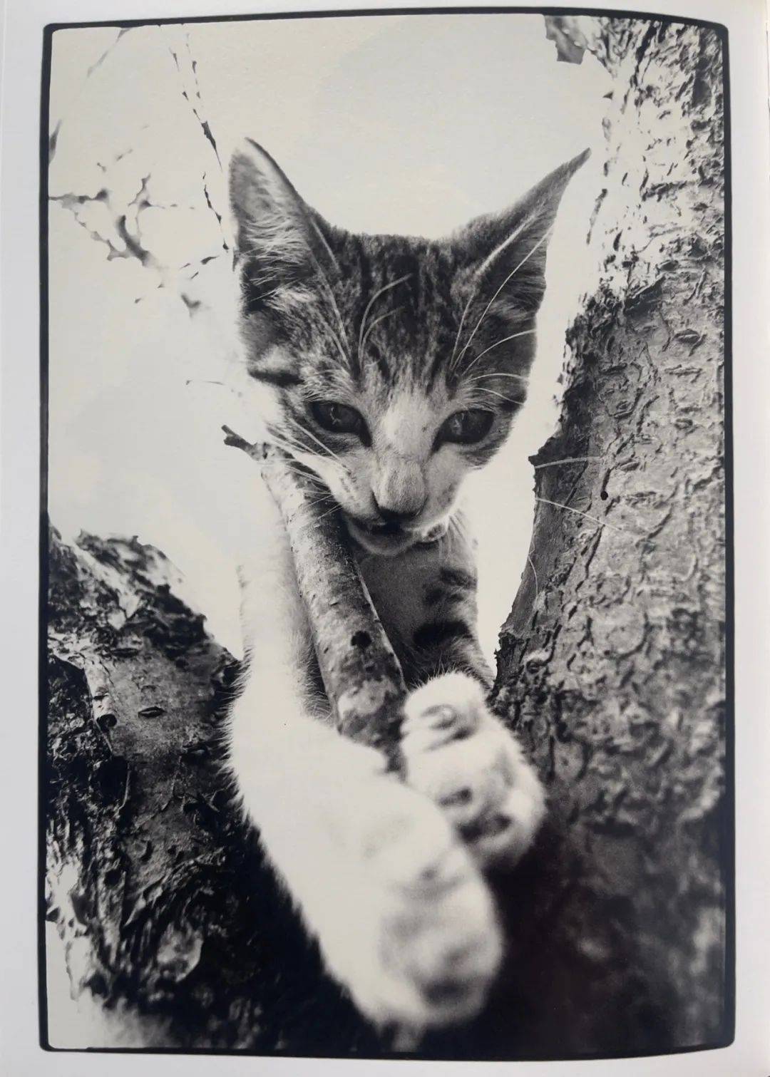 猫咪摄影集sasukedearcat1979676767深濑昌久