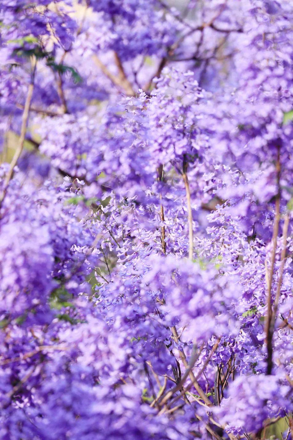 蓝花楹开了樱桃桑per也成熟上市川南这个阳光城欢迎大家到访