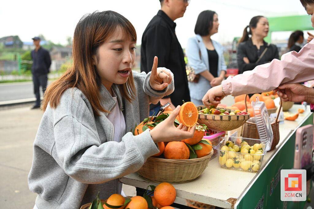 吃掉彩虹荣县鼎新镇彩虹番茄采摘节启动