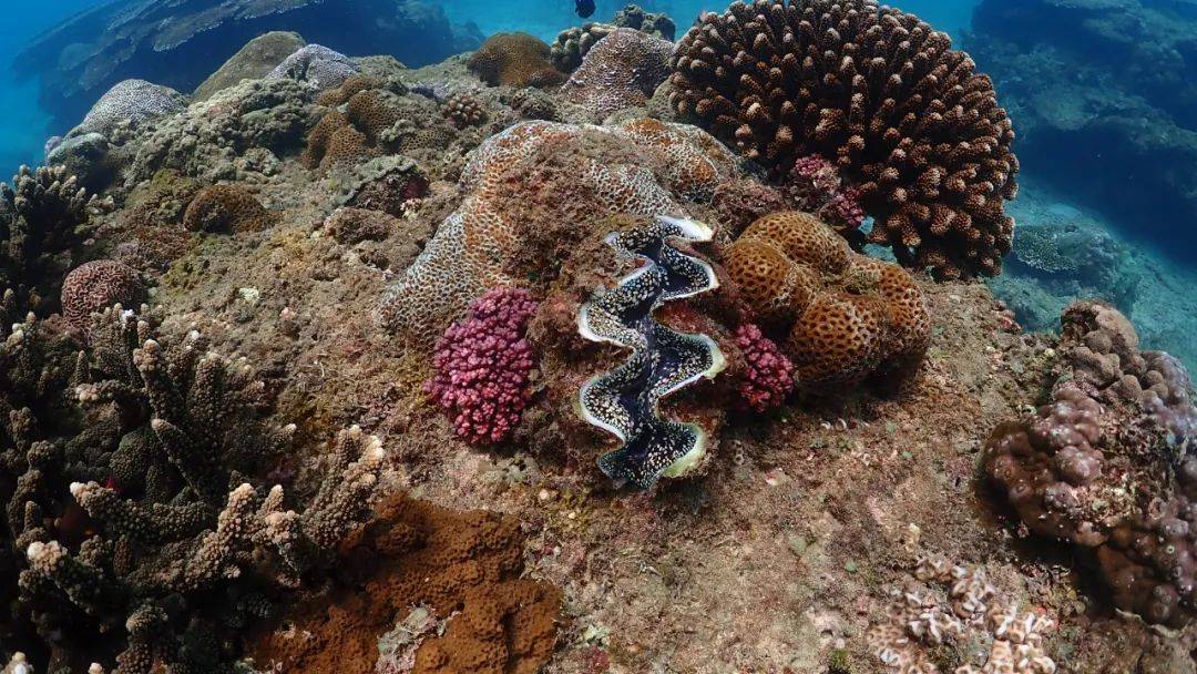 砗磲是世界上最大的双壳贝类软体动物,别名车渠,巨蛤,属软体动物门,双