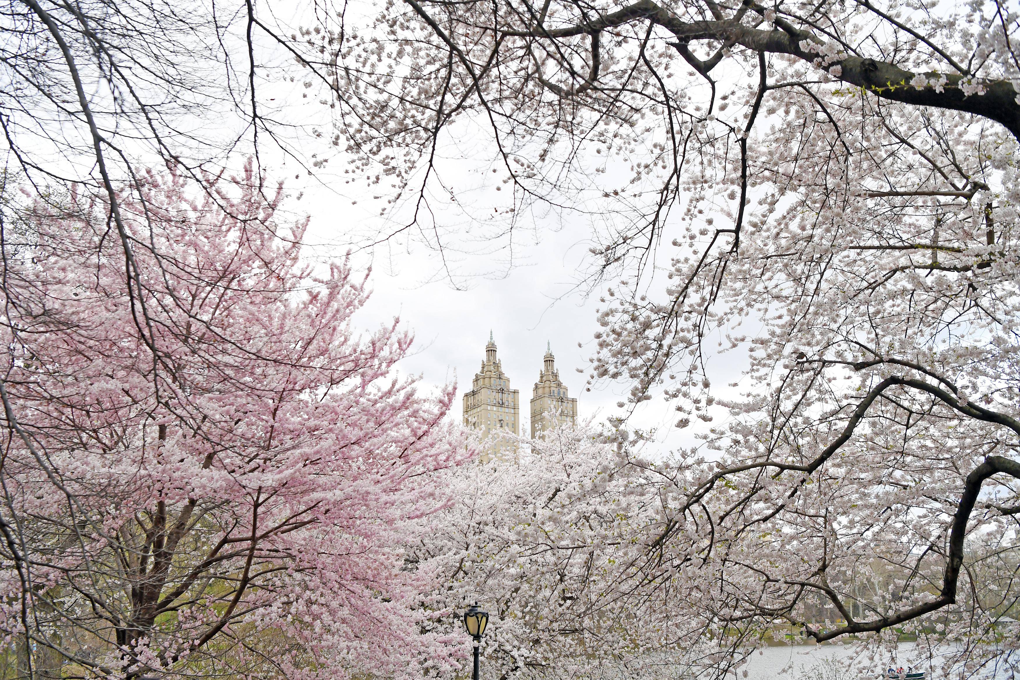 新华社记者 李睿 摄4月6日,人们在美国纽约中央公园的樱花下休闲.