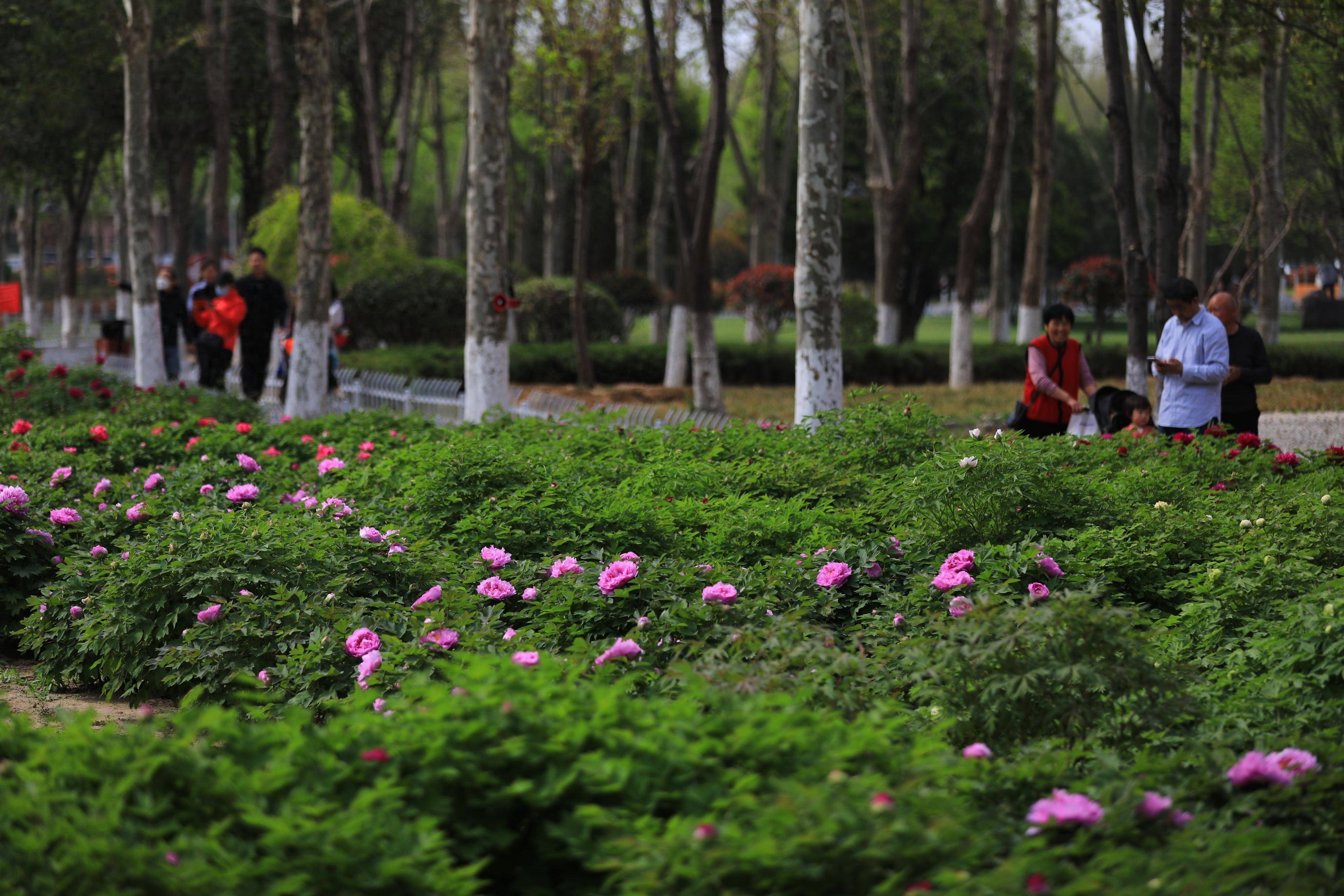 2022春节郑州植物园图片