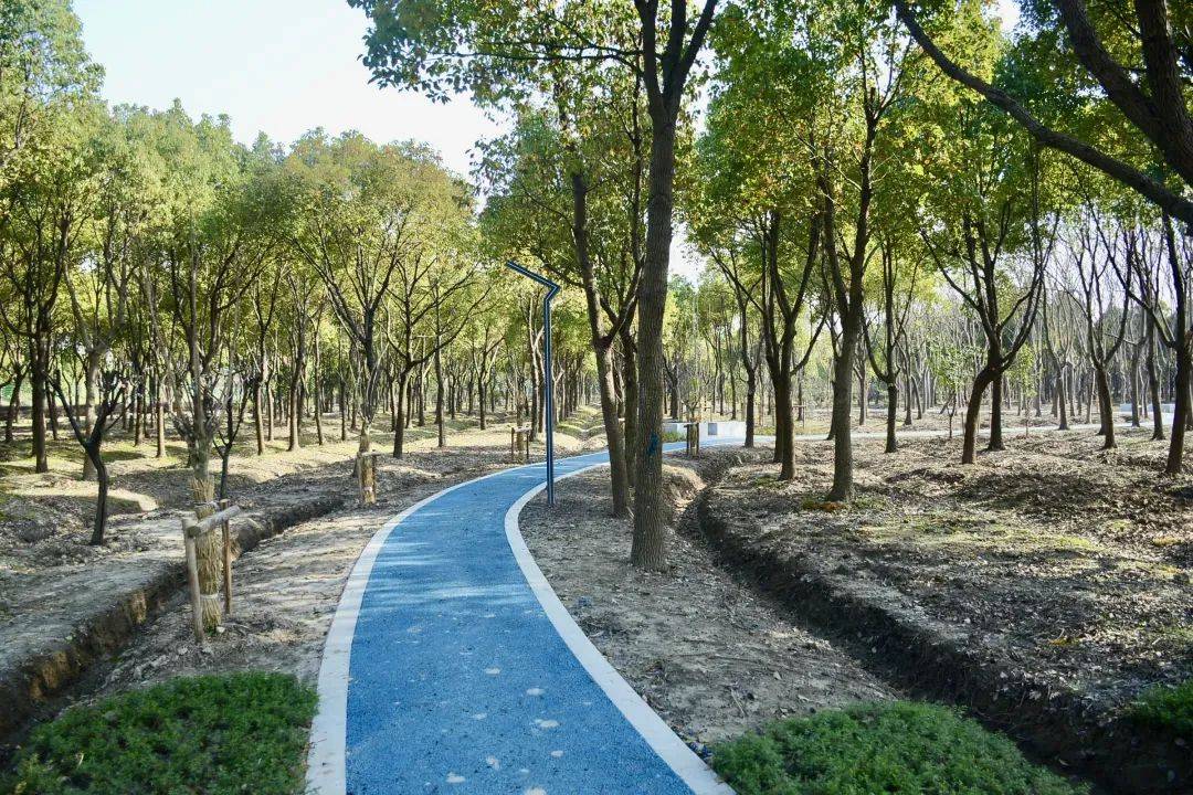 绿意盎然,闵行这个"公园式森林"全面开放啦!_林地_居民_景观