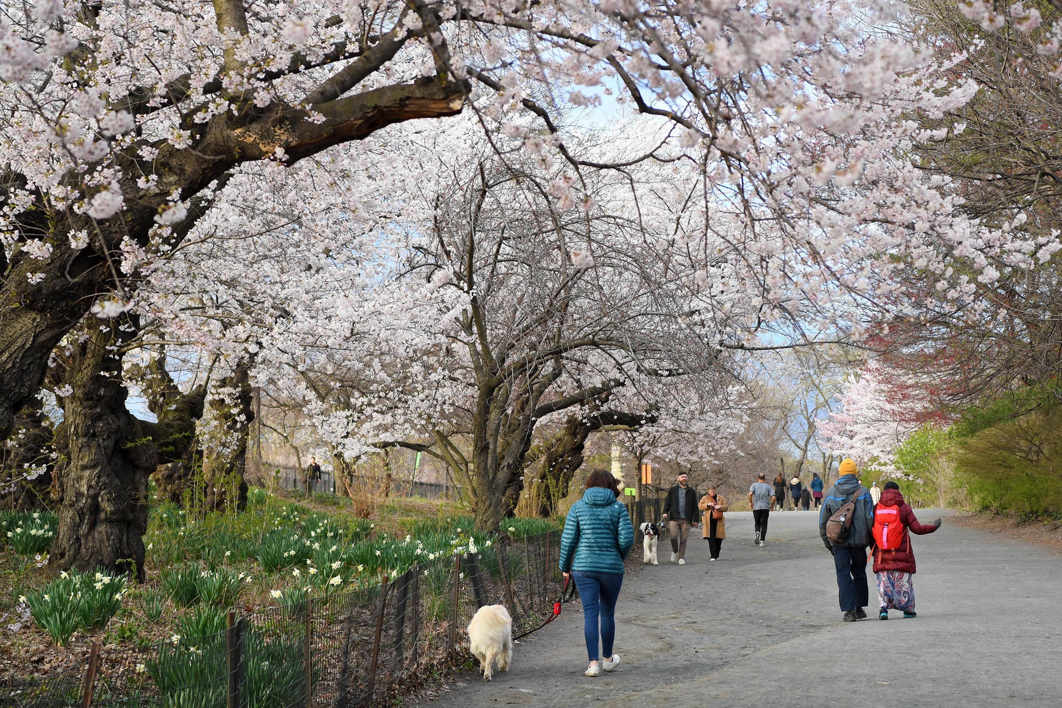 纽约中央公园樱花盛开