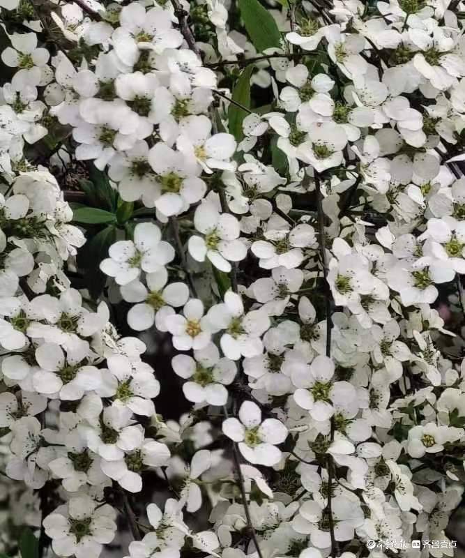 雪柳树繁花似锦_搜狐网