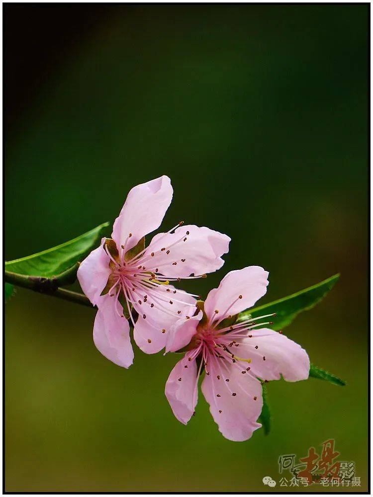 【图集】丰腴艳丽的桃花_社区_花草_摄影