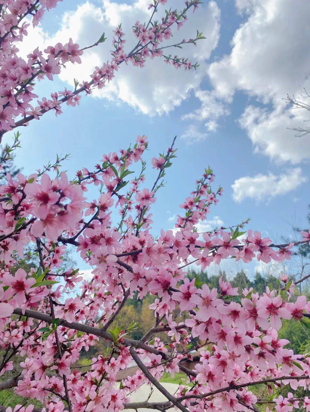 石家庄龙泉大桥桃花图片