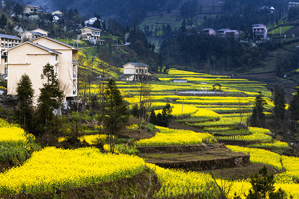 官方种草3条线路带你玩转重庆乡村旅游