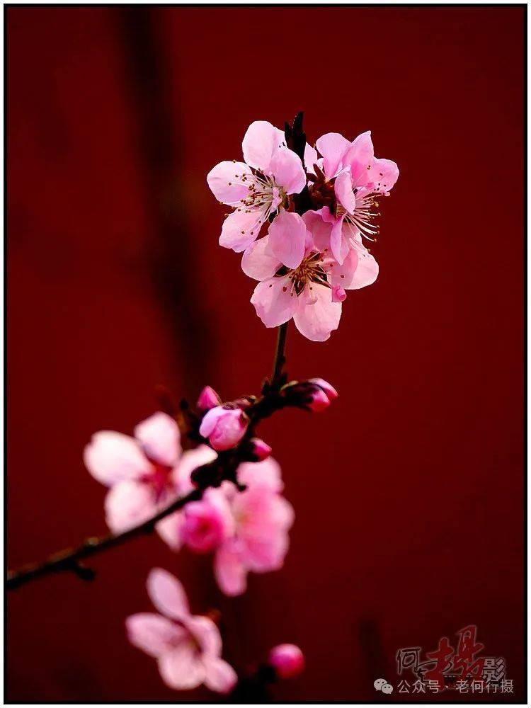图集丰腴艳丽的桃花